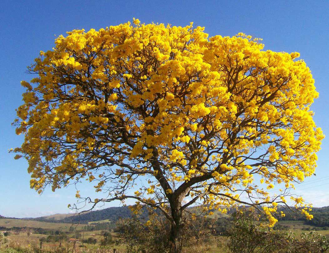 ipe-amarelo